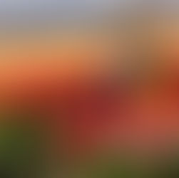 Couple looking at each other in a vibrant tulip field at the Skagit Tulip Festival