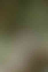 Bride and groom on wooden bridge, smiling, holding bouquet, lush greenery.