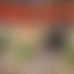 Engagement photo of couple in Skagit Tulip Festival