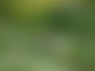 How to Choose the Perfect PNW Elopement Photographer: 10 Essential Tips for Your Intimate Wedding