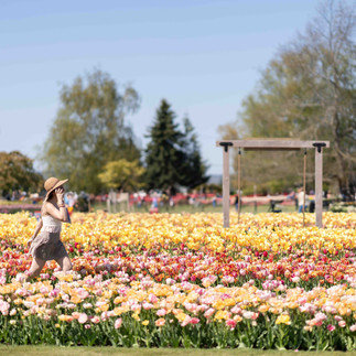 Woman walking through colorful tulip field at the Tulip Festival