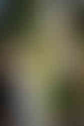 Happy bride admires floral bouquet, woman assists, groom watches outdoor wedding.