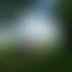 Romantic proposal at Green Lake, Seattle