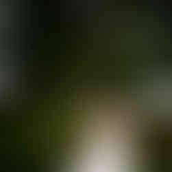 Bride in white wedding dress holding bouquet outdoors under a large tree.
