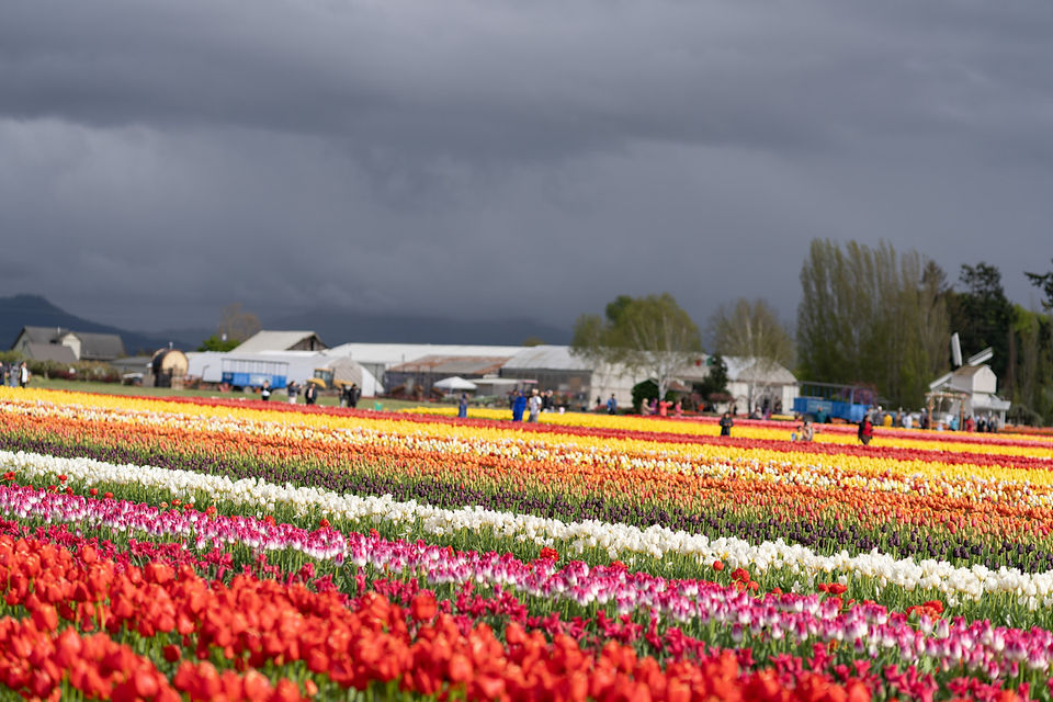 Vibrant tulip field under a stormy sky at Skagit Tulip Festival