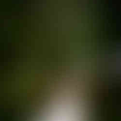 Elegant bride in white gown with bouquet under large green tree.