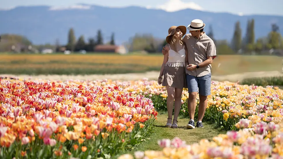 Couple walking arm-in-arm through colorful tulip fields. Both wear hats, sunny day, mountains in the background, joyful mood.