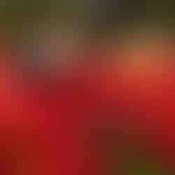 Couple smiling in red tulips at Skagit Tulip Festival