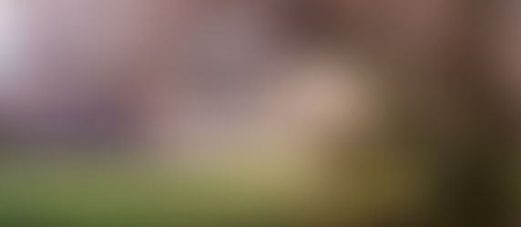 Cherry Blossom Wedding Photos: Timeless Seattle Spots