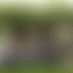 Large group of wedding guests and couple under a vine-covered pergola.