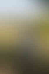 Groom in blue suit smiles at an intimate farm wedding.