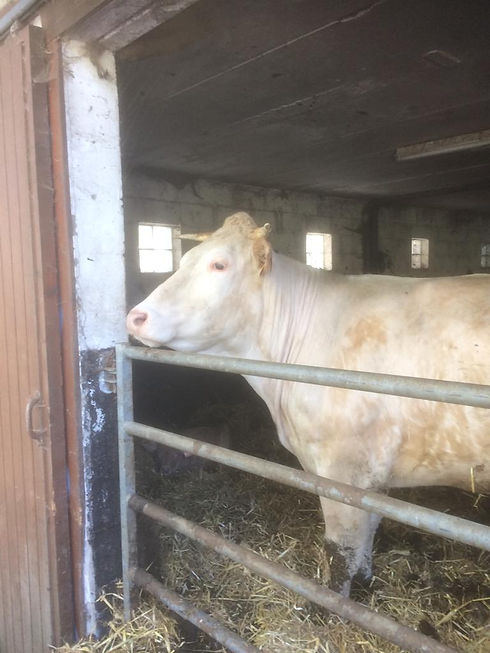BuchenhofBlonde Aquitaine-Rindern.jpeg