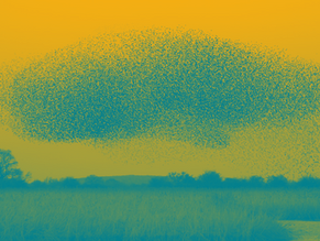 Starlings flying in a coordinated murmuration formation against a yellow sky.