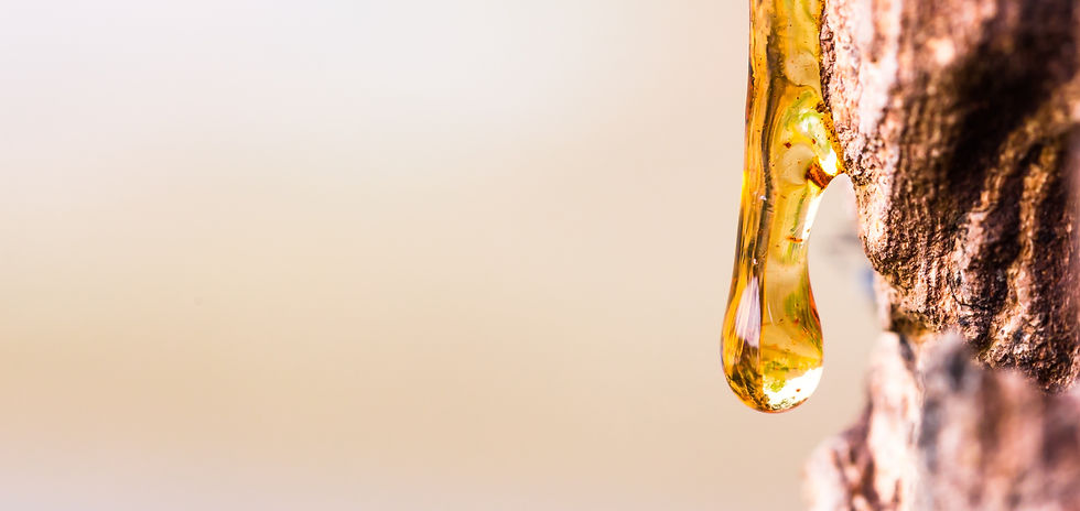 Drop of Resin on Tree Bark_edited_edited.jpg