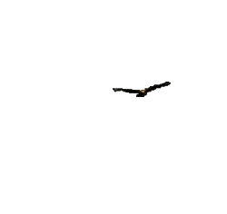 eagle flying