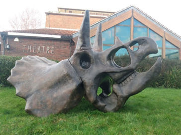 life sized triceratops skull outside on the grass