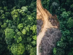 Global Forests Under Pressure: 2026 Deforestation and the Path to Recovery