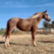 Roan Mare 1 .jpeg