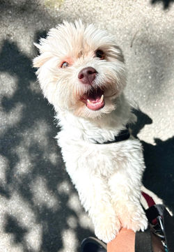 Coco