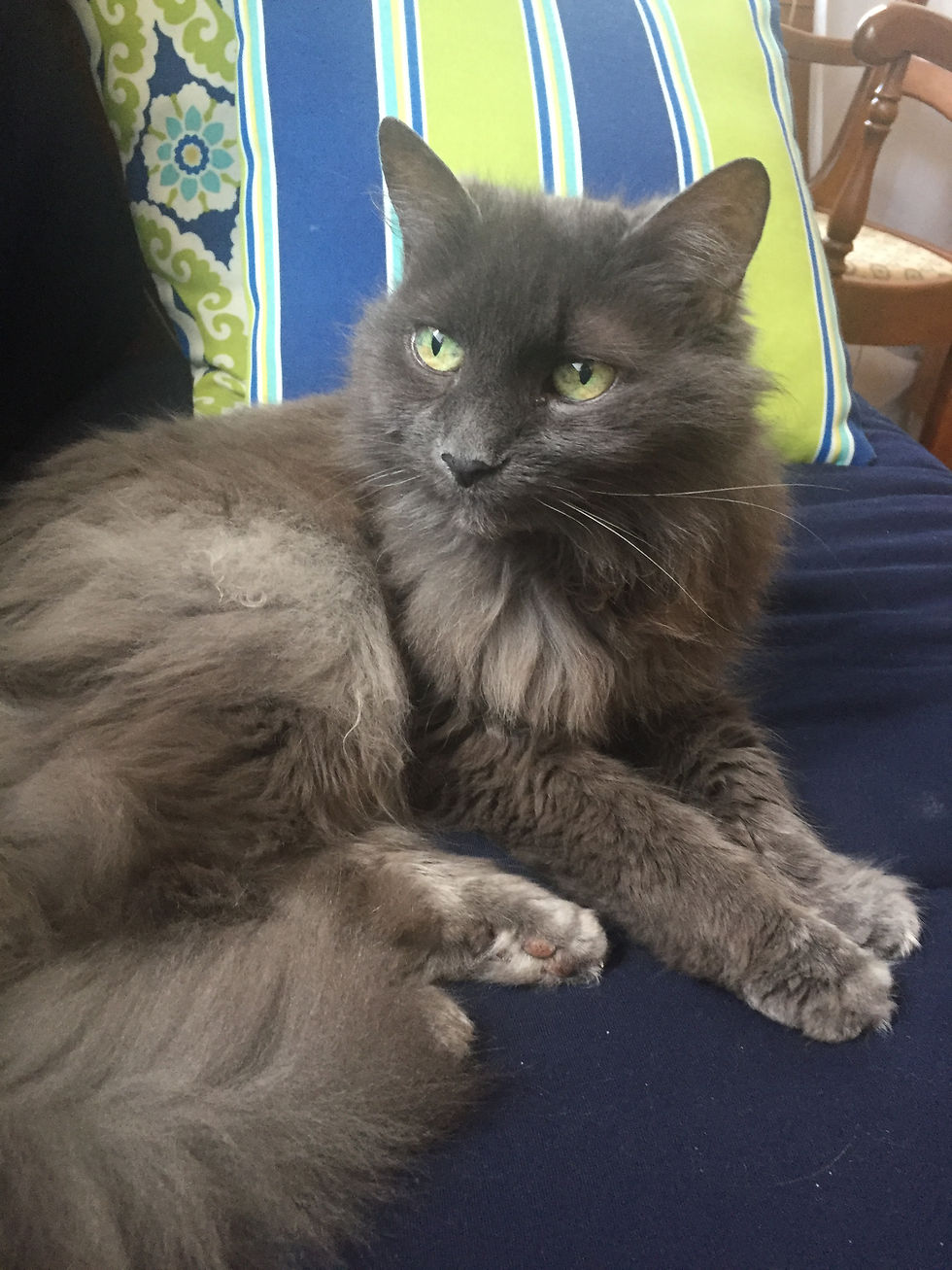 Little Grey