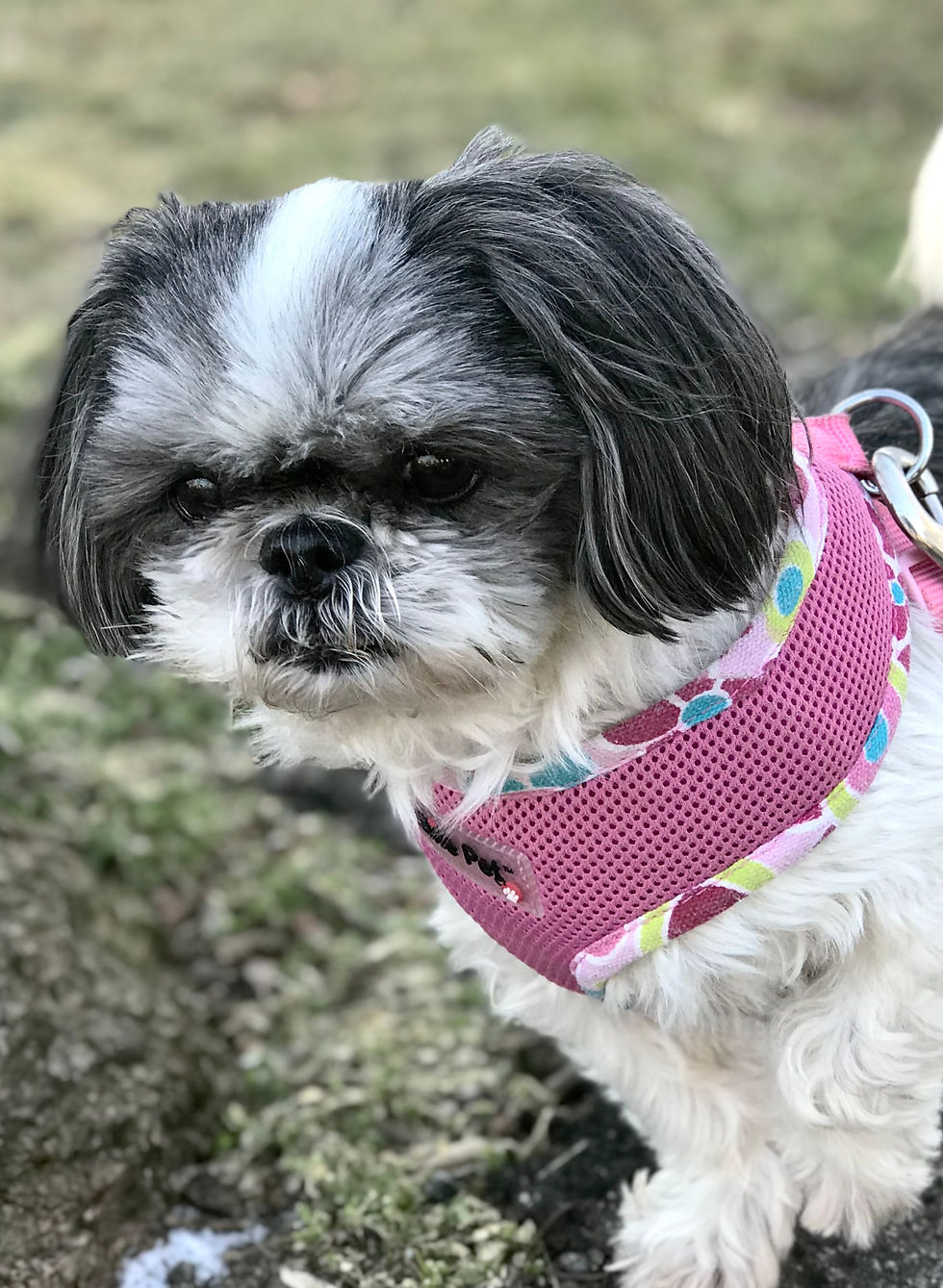 Rosie