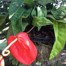 Anthurium scherzerianum