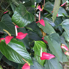 Anthurium andraeanum