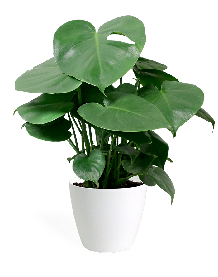 Desktop Plants Indoor Plants Plantera Melbourne