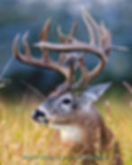 A 230" 22-point Non-typical 7 1/2 year old whitetail buck. Photo by ©Matthew Cappadonna