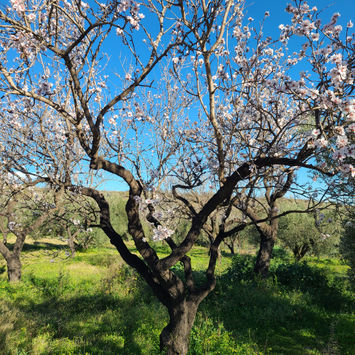 An almond tree in blossom with green grass beneath it and bright blue skies.