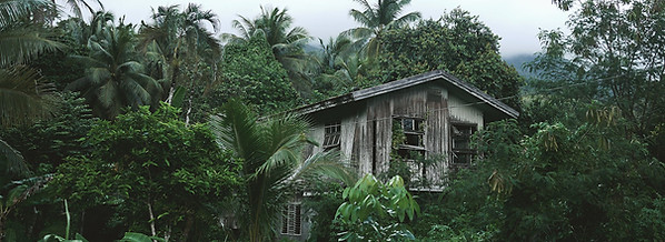 Wooden House in the Forest
