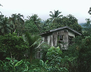 Maison en bois dans la forêt