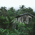 Maison abandonnée dans la jungle