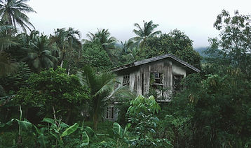 Wooden House in the Forest