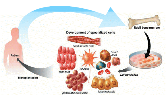 Micropatterned cell culture for bone marrow-derived mesenchymal stemcell therapeutic strategies in n