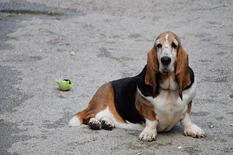 Adoption chien morez haut jura