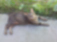 Chat accueil_edited.jpg