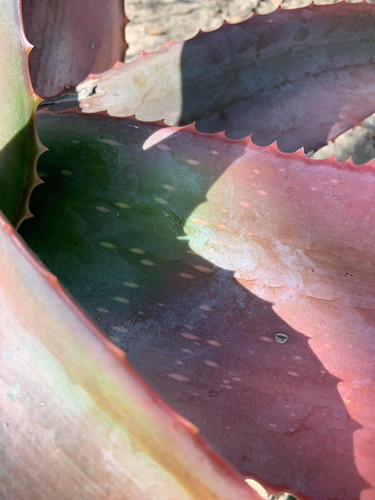 Aloe canarina - Canary Aloe | ETHICAL DESERT