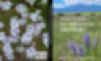 Thumbnail: PENSTEMON OF SOUTHEASTERN COLORADO 