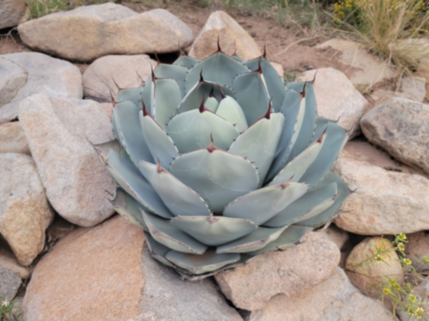 Agave parryi  truncata Ruth Bancroft Form