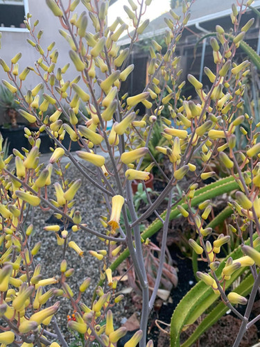 Aloe canarina - Canary Aloe | ETHICAL DESERT