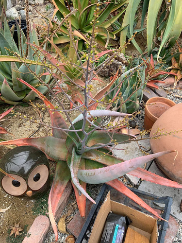 Aloe canarina - Canary Aloe | ETHICAL DESERT