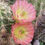 Thumbnail: Echinocereus x roetteri Oro Grande, NM 4600ft