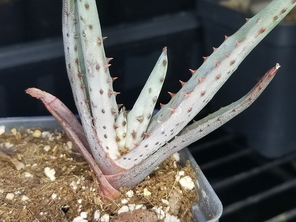 Thumbnail: Aloe conifera