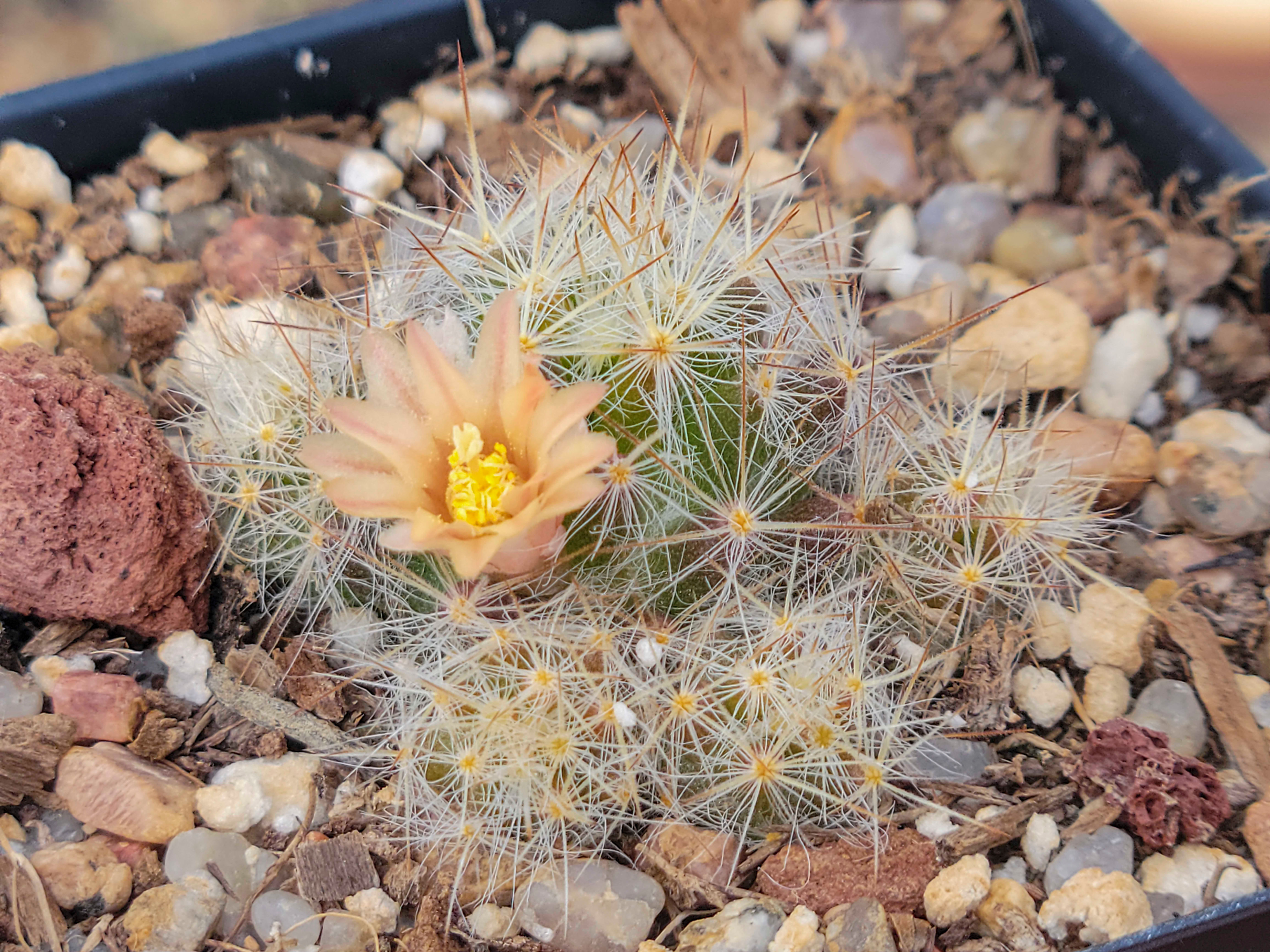 Mammillaria prolifera var. texana