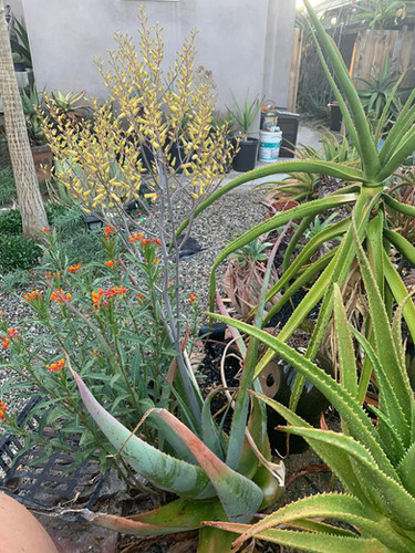Aloe canarina - Canary Aloe | ETHICAL DESERT
