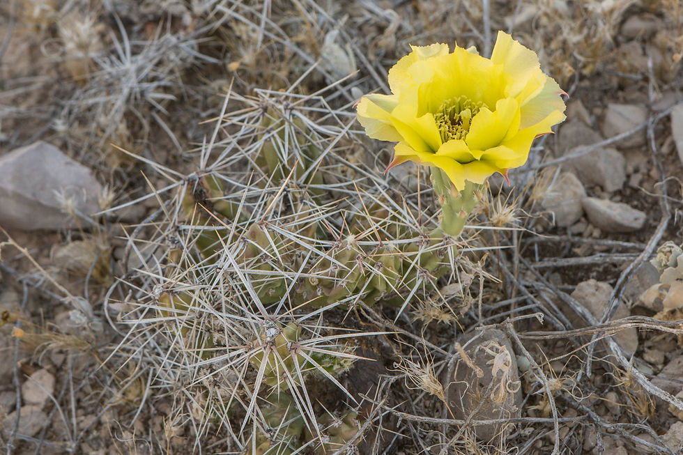 Thumbnail: Grusonia grahamii New Mexico Form