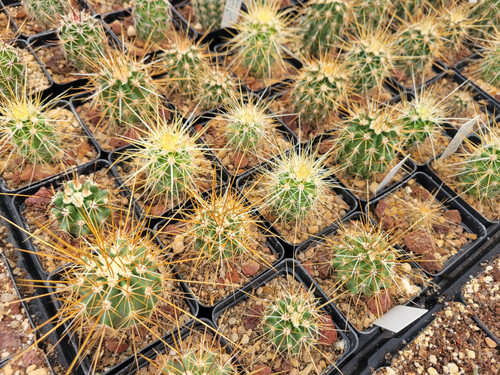 welche blumenerde für elefantenfuss Beaucarnea Recurvata – Elefantenfuß – 3 Größen – Grafische Darstellung der  Pflanze – Douceur Maison main image 0