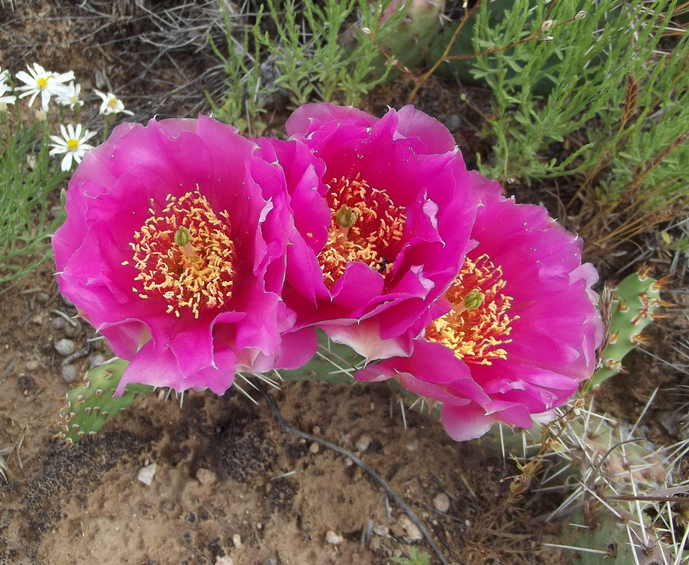 Opuntia x coloradensis 'Super Rutila'