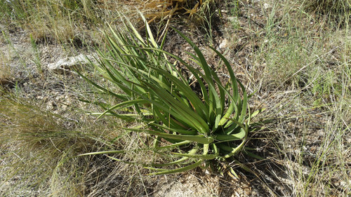 agave 'Illusion'④ TC【※発根済み】耐寒性抜群 US輸入株 Agave